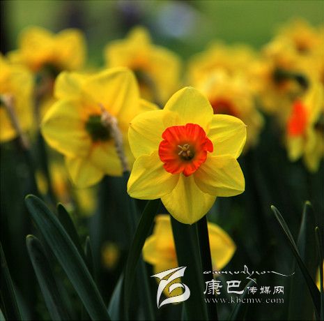 温馨花语——郁金香