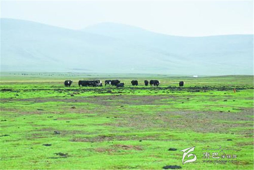 “石渠湿地:一把命运之匙