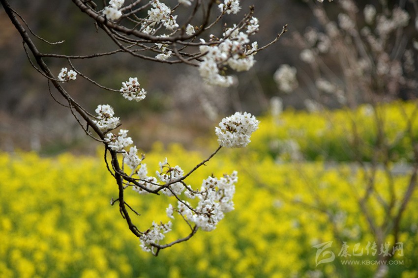 美丽乡村春来早 正是泸定赏花时