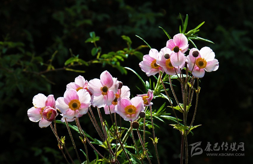 山花烂漫正当时