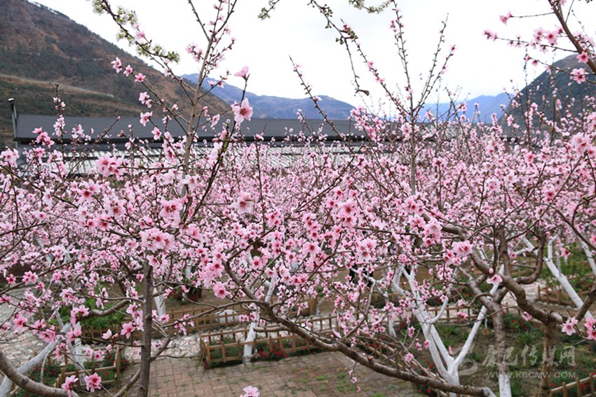 红城泸定春意浓