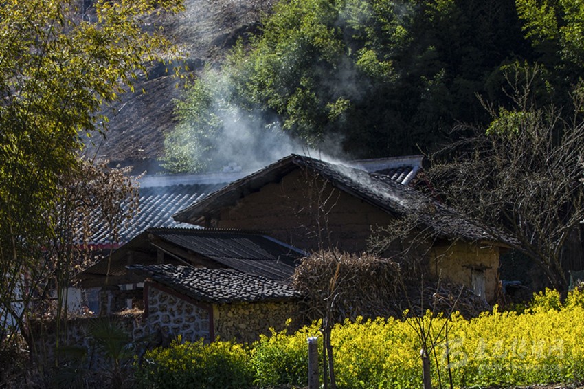 繁花似锦 春意闹