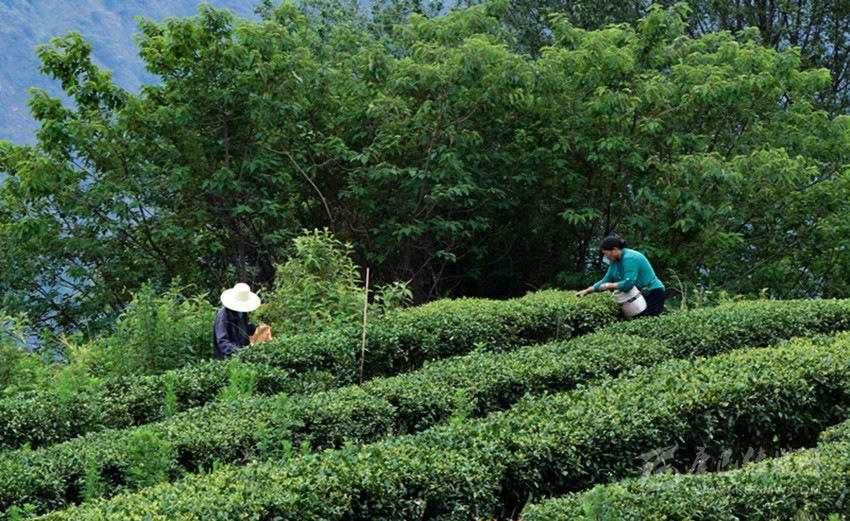 正是春茗好时节