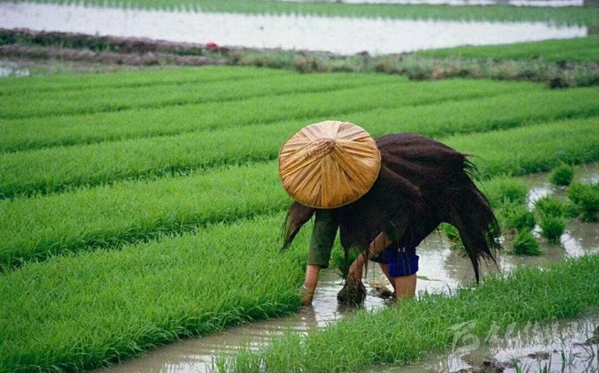 芒种时节