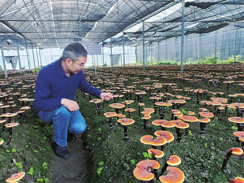 查看灵芝.jpg