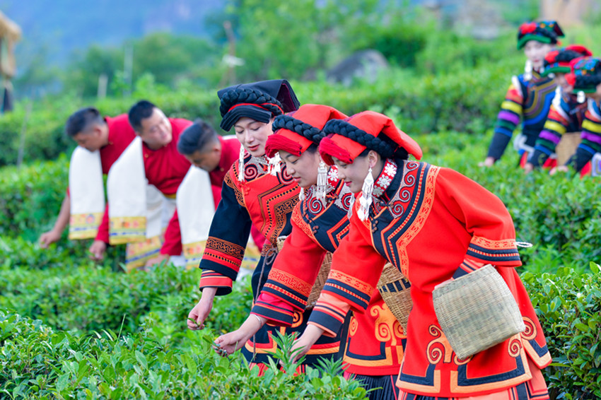 对歌采茶