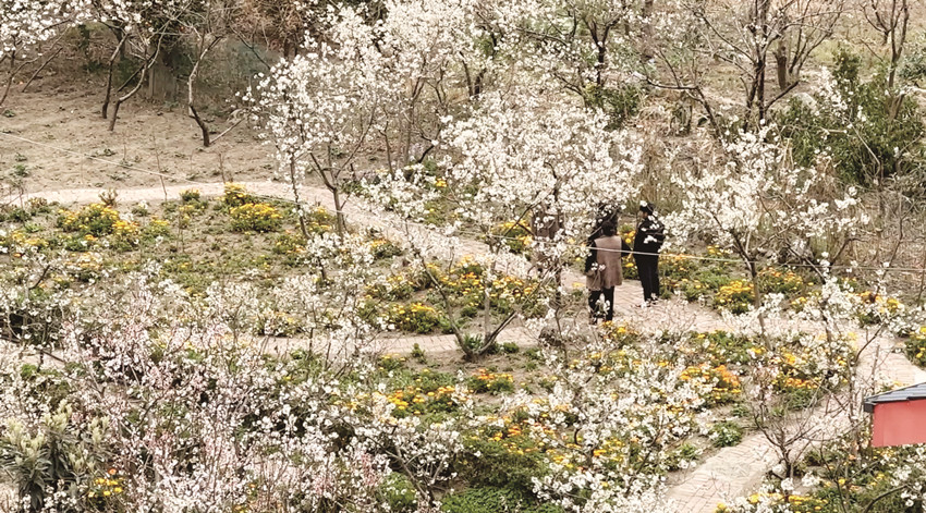 樱桃花谷 好春光